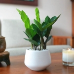 Cây kim phát tài nhỏ